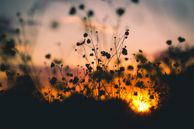 blurred-sunset-and-small-plants
