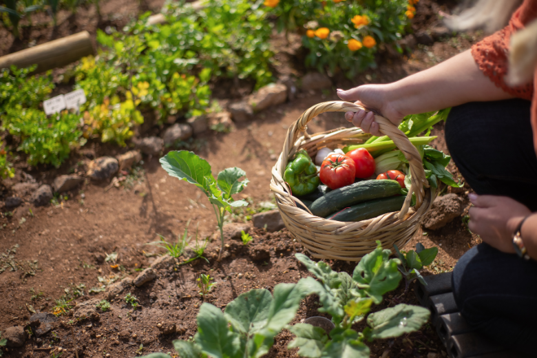 person-holding-basket-in-garden